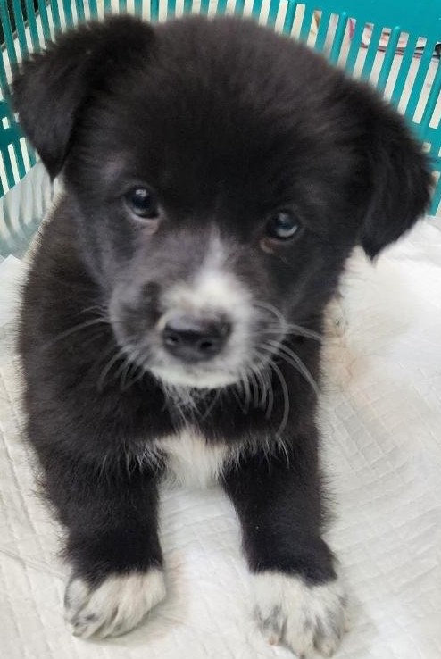 보호중 믹스견의 가…